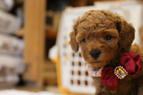 成約済の愛知県のトイプードル-67389の3枚目