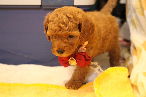 成約済の愛知県のトイプードル-67389の2枚目