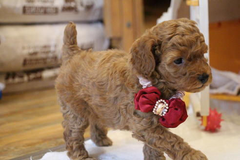 成約済の愛知県のトイプードル-67389の1枚目