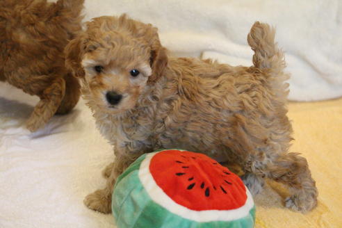 成約済の愛知県のトイプードル-67388の1枚目