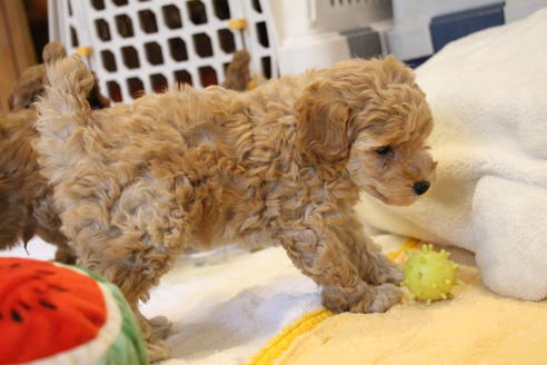 成約済の愛知県のトイプードル-67388の5枚目