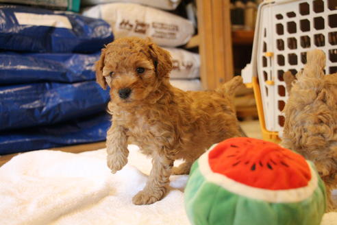 成約済の愛知県のトイプードル-67388の4枚目