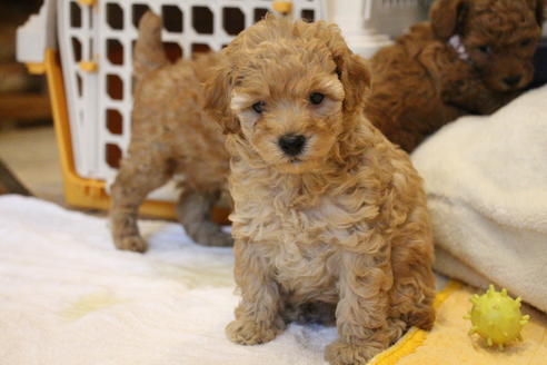 成約済の愛知県のトイプードル-67388の3枚目