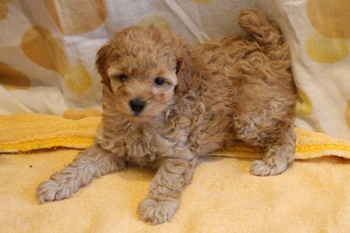 成約済の愛知県のトイプードル-67388の2枚目