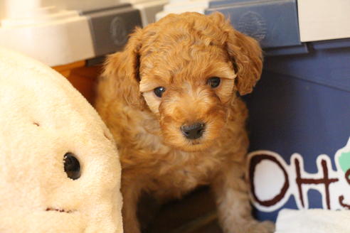 成約済の愛知県のトイプードル-67387の1枚目