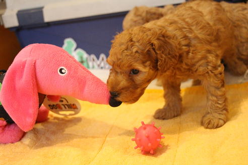 成約済の愛知県のトイプードル-67387の5枚目