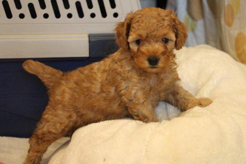 成約済の愛知県のトイプードル-67387の4枚目