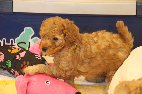 成約済の愛知県のトイプードル-67387の3枚目