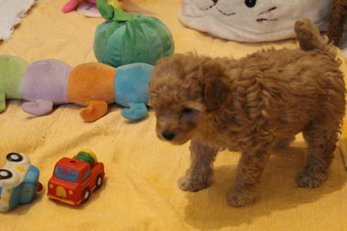 成約済の愛知県のトイプードル-67387の2枚目