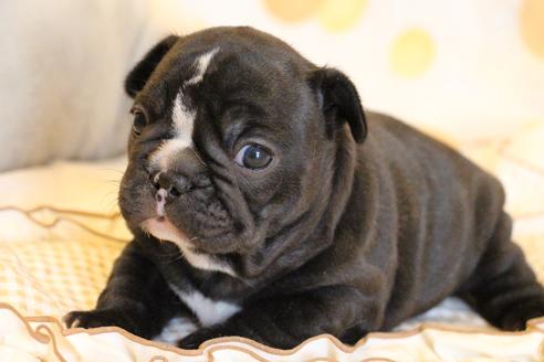 成約済の愛知県のフレンチブルドッグ-68193の62枚目