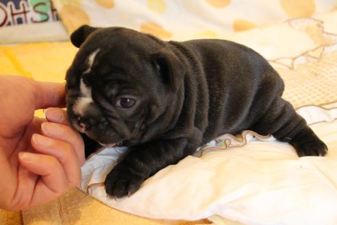 成約済の愛知県のフレンチブルドッグ-68193の61枚目