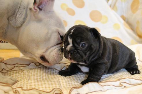 成約済の愛知県のフレンチブルドッグ-68193の60枚目