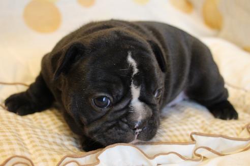 成約済の愛知県のフレンチブルドッグ-68193の59枚目