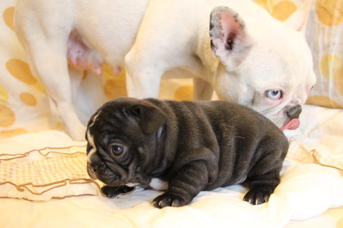 成約済の愛知県のフレンチブルドッグ-68193の58枚目