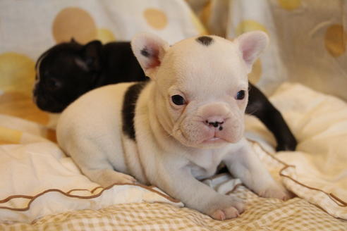 成約済の愛知県のフレンチブルドッグ-68227の1枚目