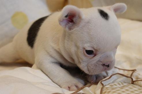 成約済の愛知県のフレンチブルドッグ-68227の5枚目