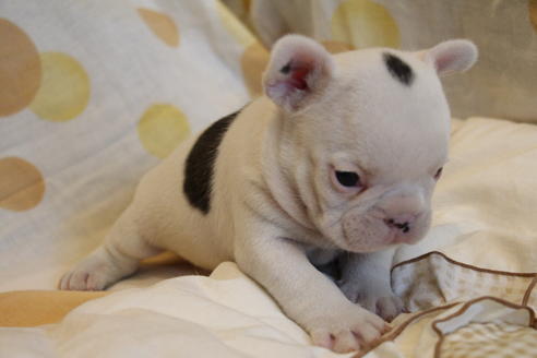 成約済の愛知県のフレンチブルドッグ-68227の4枚目