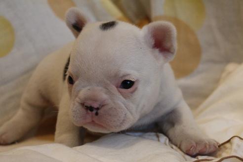 成約済の愛知県のフレンチブルドッグ-68227の3枚目