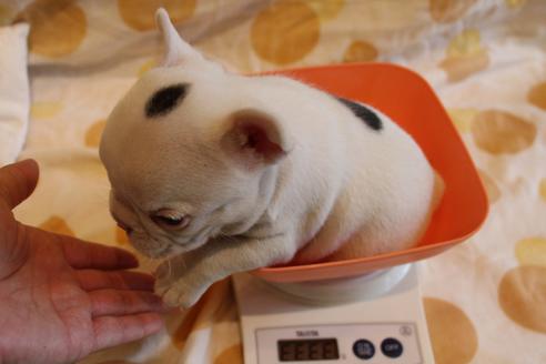 成約済の愛知県のフレンチブルドッグ-68227の2枚目