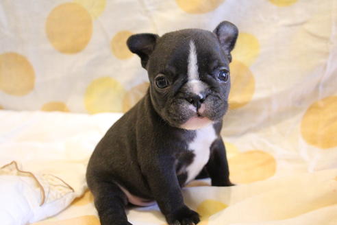 成約済の愛知県のフレンチブルドッグ-68229の9枚目