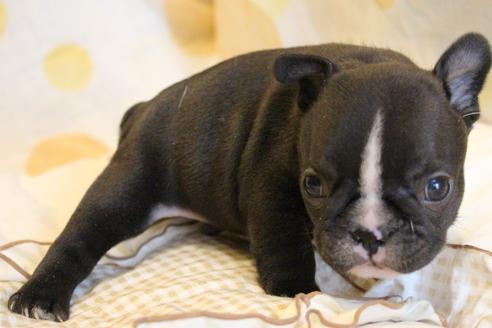 成約済の愛知県のフレンチブルドッグ-68229の8枚目
