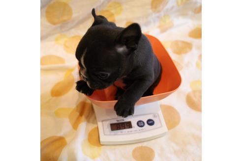 成約済の愛知県のフレンチブルドッグ-68229の7枚目