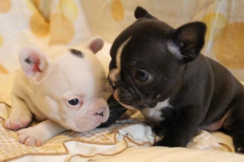 成約済の愛知県のフレンチブルドッグ-68229の6枚目