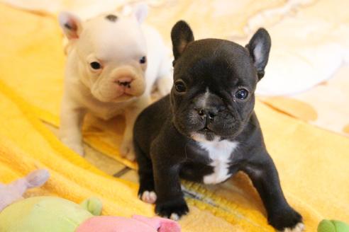 成約済の愛知県のフレンチブルドッグ-68231の10枚目