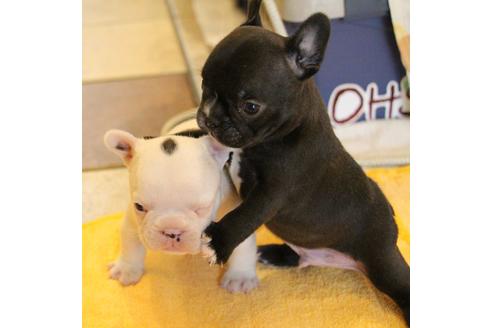 成約済の愛知県のフレンチブルドッグ-68231の9枚目
