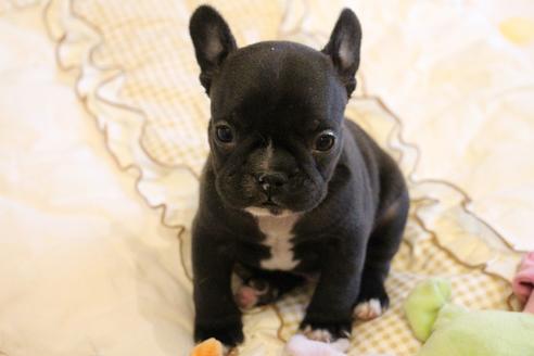 成約済の愛知県のフレンチブルドッグ-68231の8枚目