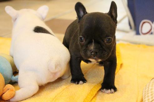 成約済の愛知県のフレンチブルドッグ-68231の7枚目