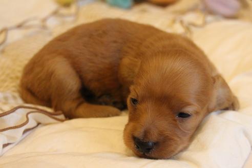 成約済の愛知県のカニンヘンダックスフンド(ロングヘアード)-68204の10枚目