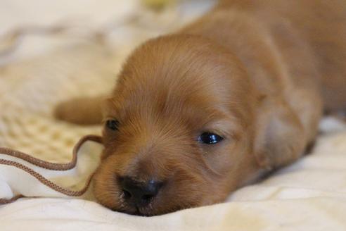 成約済の愛知県のカニンヘンダックスフンド(ロングヘアード)-68204の9枚目