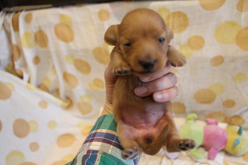 成約済の愛知県のカニンヘンダックスフンド(ロングヘアード)-68204の8枚目