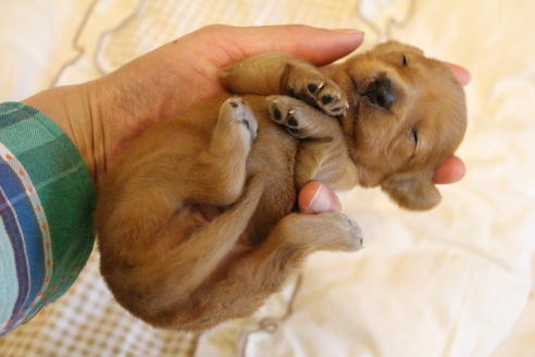 成約済の愛知県のカニンヘンダックスフンド(ロングヘアード)-68204の7枚目