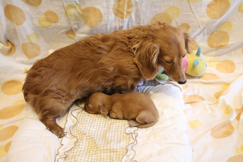 成約済の愛知県のカニンヘンダックスフンド(ロングヘアード)-68204の6枚目