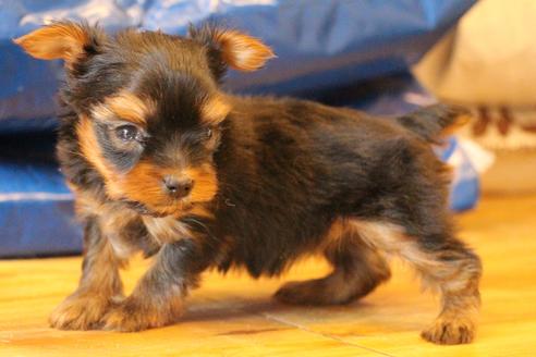 成約済の愛知県のヨークシャーテリア-67375の11枚目