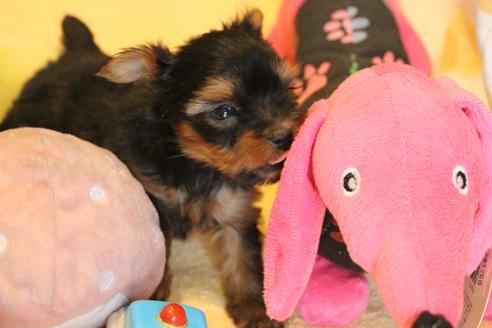 成約済の愛知県のヨークシャーテリア-67375の10枚目