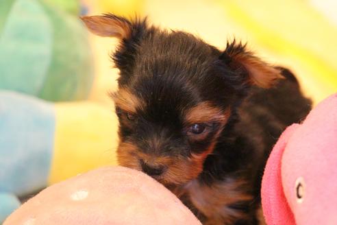 成約済の愛知県のヨークシャーテリア-67375の9枚目