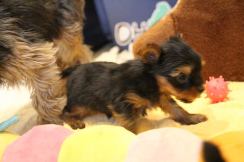 成約済の愛知県のヨークシャーテリア-67375の7枚目