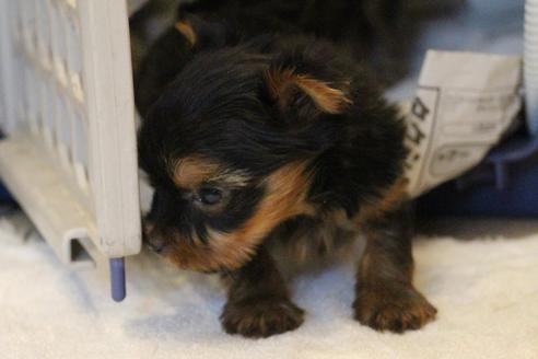 成約済の愛知県のヨークシャーテリア-67375の6枚目