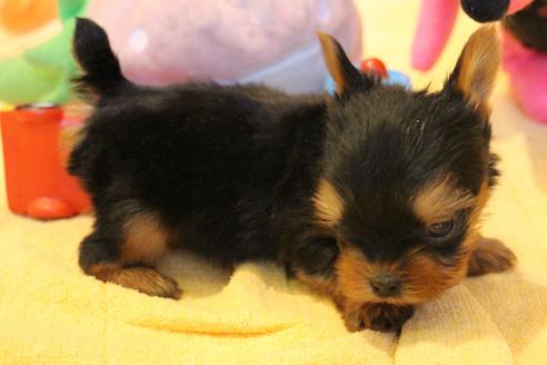 成約済の愛知県のヨークシャーテリア-67373の1枚目