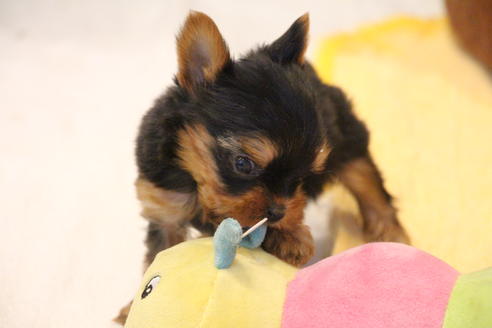 成約済の愛知県のヨークシャーテリア-67373の4枚目