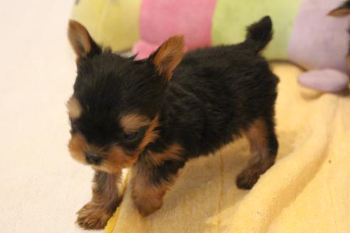 成約済の愛知県のヨークシャーテリア-67373の3枚目