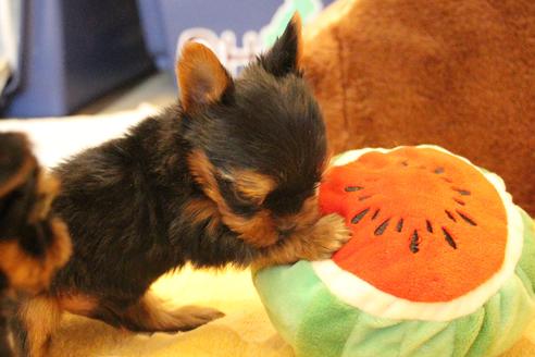 成約済の愛知県のヨークシャーテリア-67373の2枚目