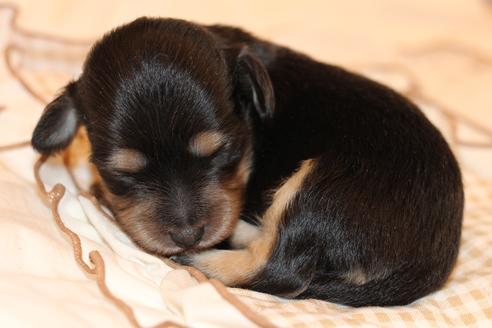 成約済の愛知県のカニンヘンダックスフンド(ロングヘアード)-68200の5枚目