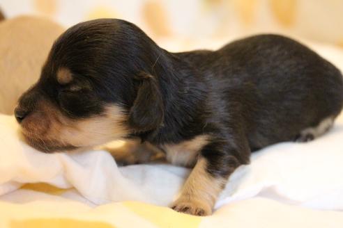 成約済の愛知県のカニンヘンダックスフンド(ロングヘアード)-68200の4枚目