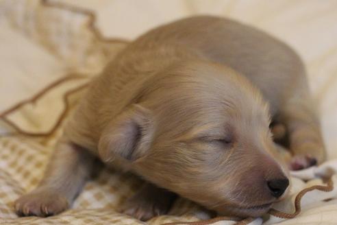 成約済の愛知県のカニンヘンダックスフンド(ロングヘアード)-68201の8枚目