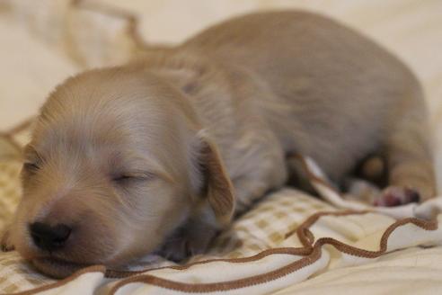 成約済の愛知県のカニンヘンダックスフンド(ロングヘアード)-68201の7枚目
