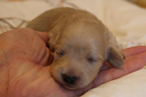 成約済の愛知県のカニンヘンダックスフンド(ロングヘアード)-68201の6枚目